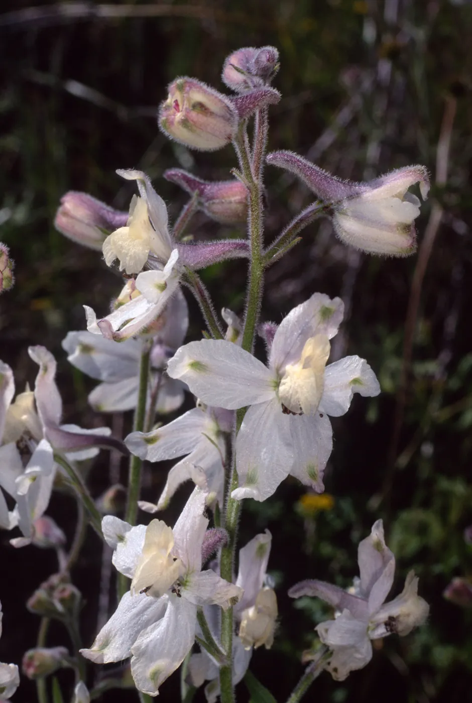 Delphinium variegatum kinkiense, South of Mosquito Harbor, San Clemente Island 