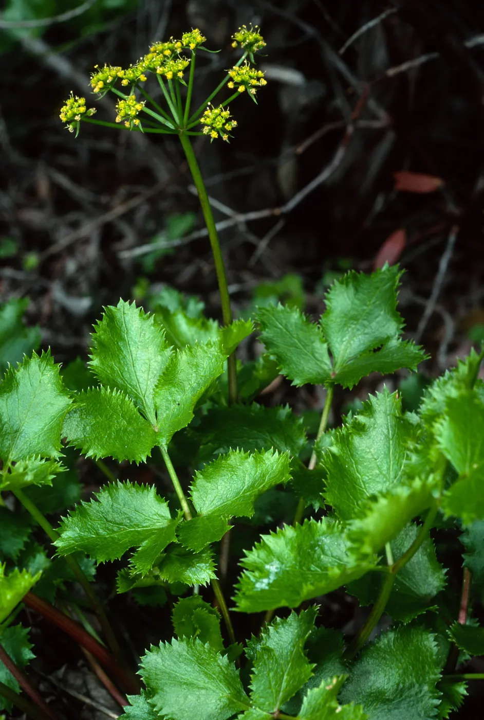 Tauschia arguta, Tunnel Trail, Santa Barbara County