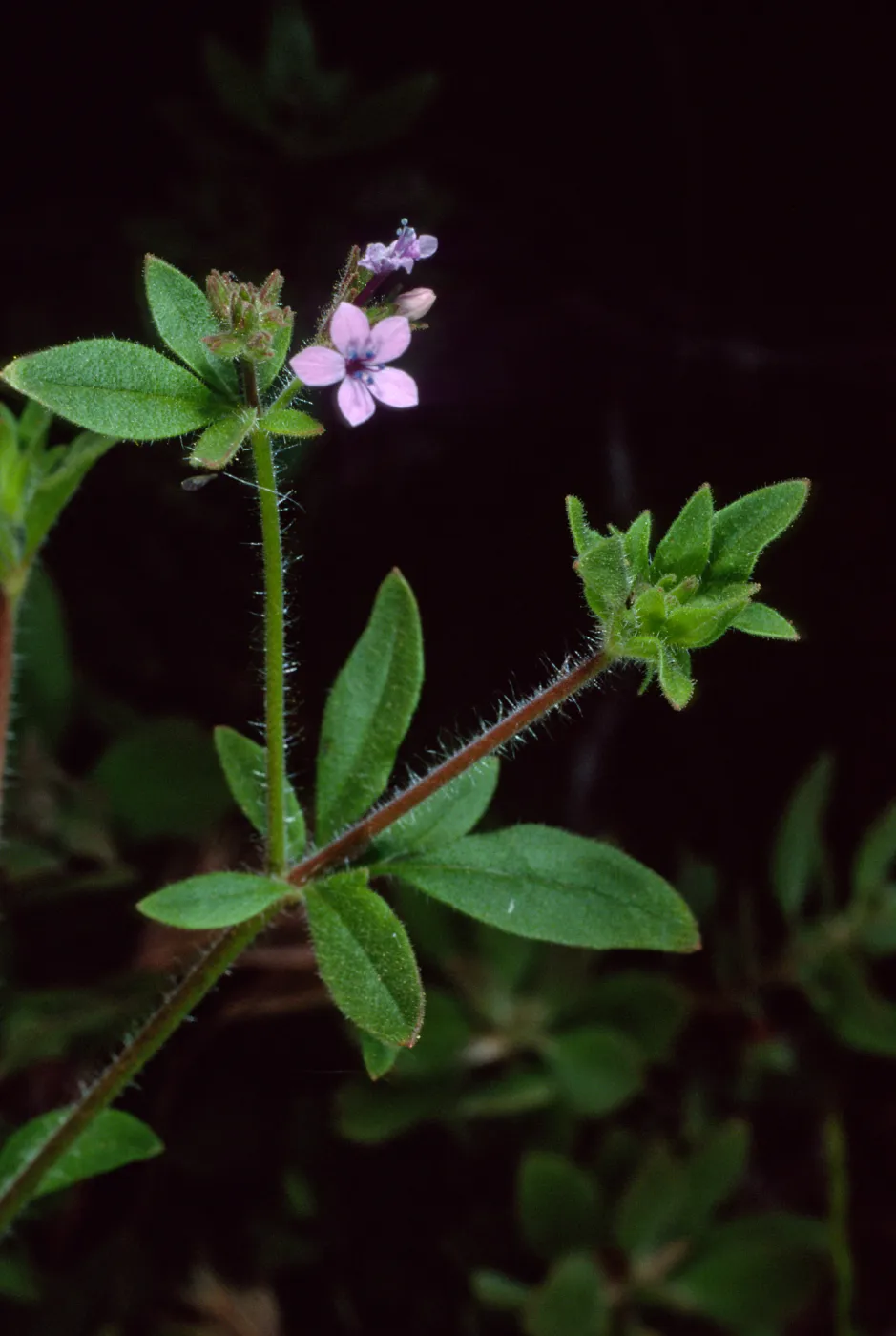 Allophyllum, West Camino Cielo, near Refugio Road, Santa Barbara County