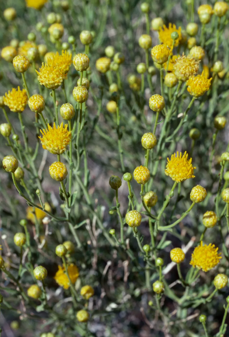 Acamptopappus sphaerocephalus, Trona-Wildrose Road, Death Valley National Park, Inyo County