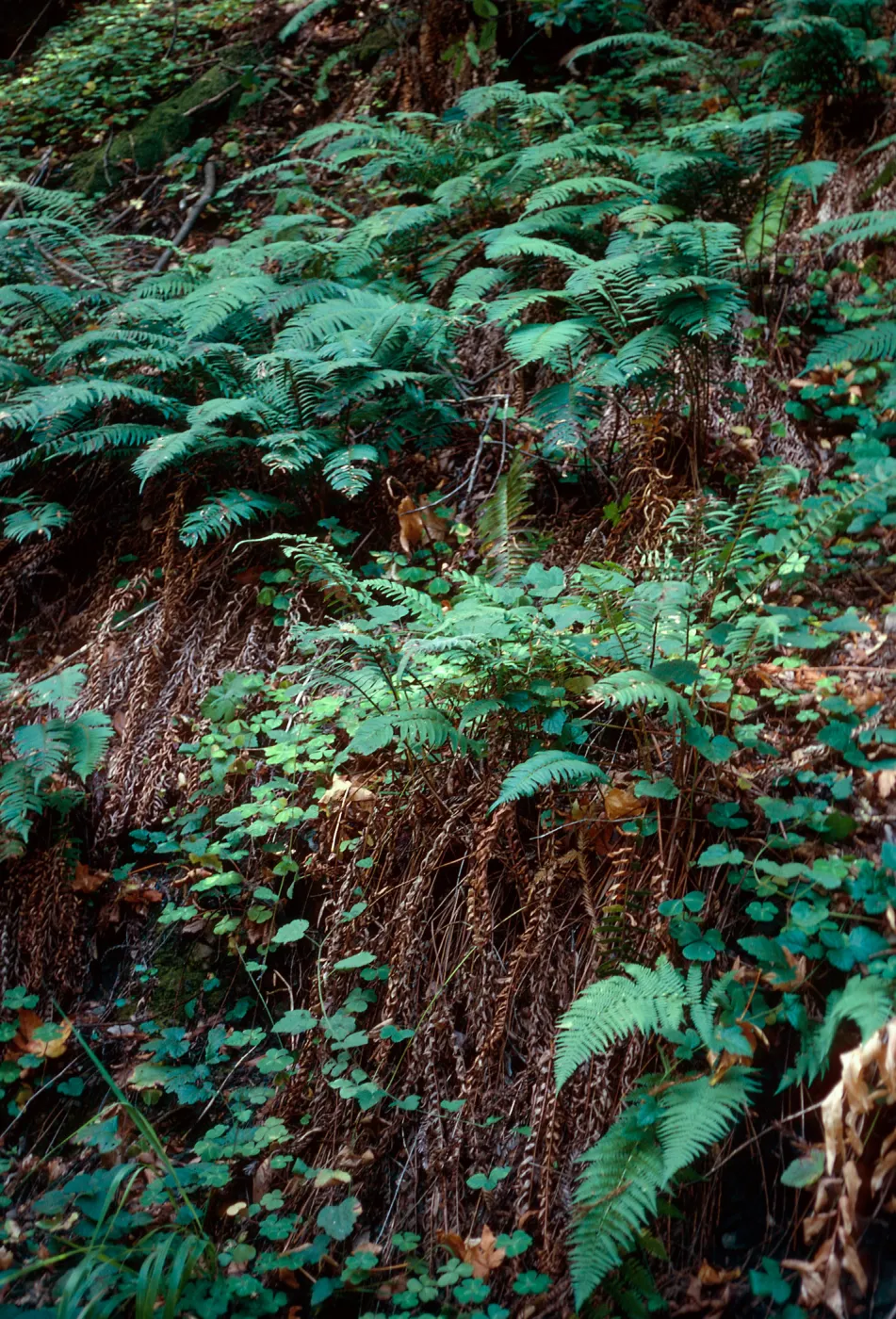 Polystichum, Big Creek Reserve, Monterey County