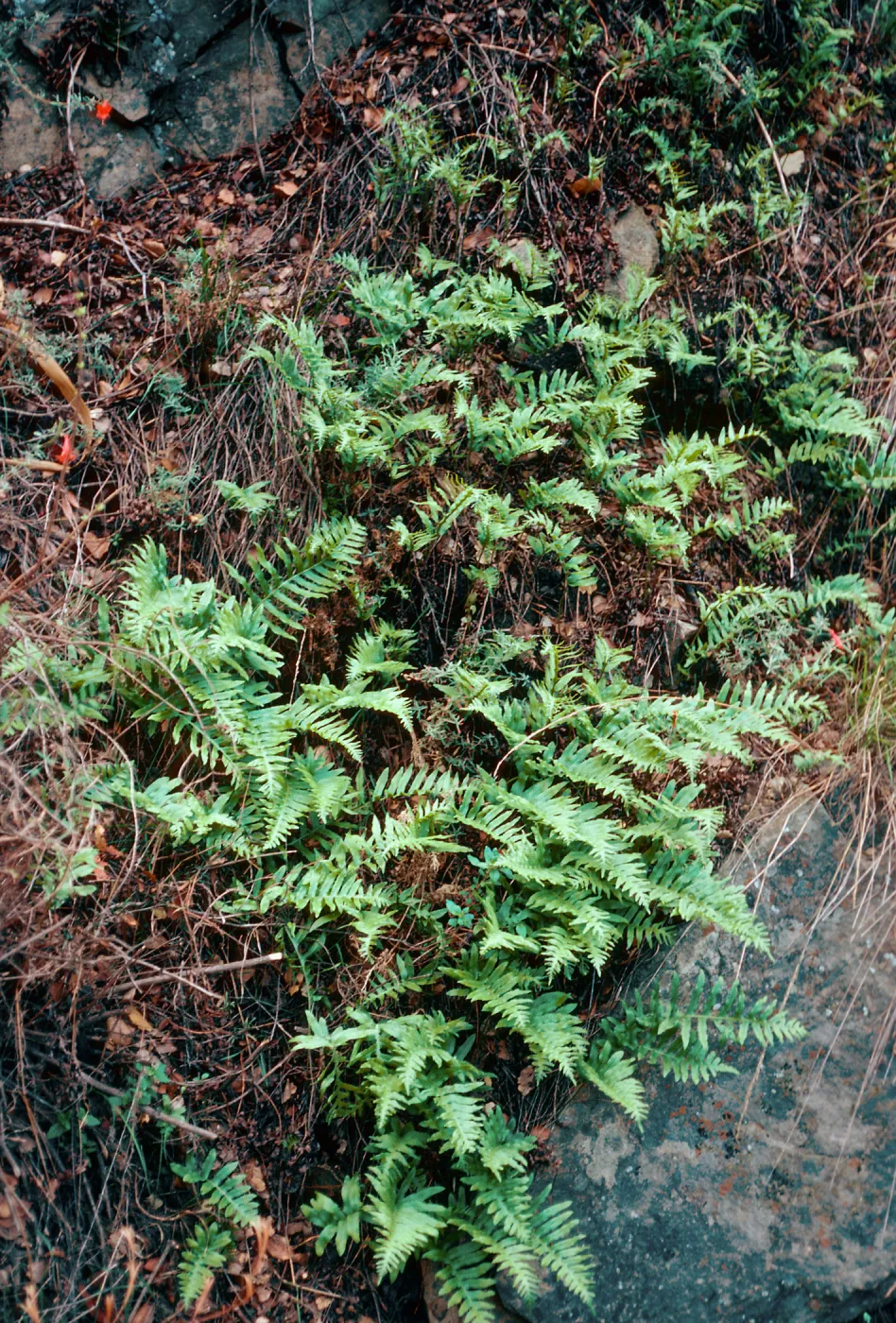 Polypodium californium, Cold Springs Canyon, Santa barbara County