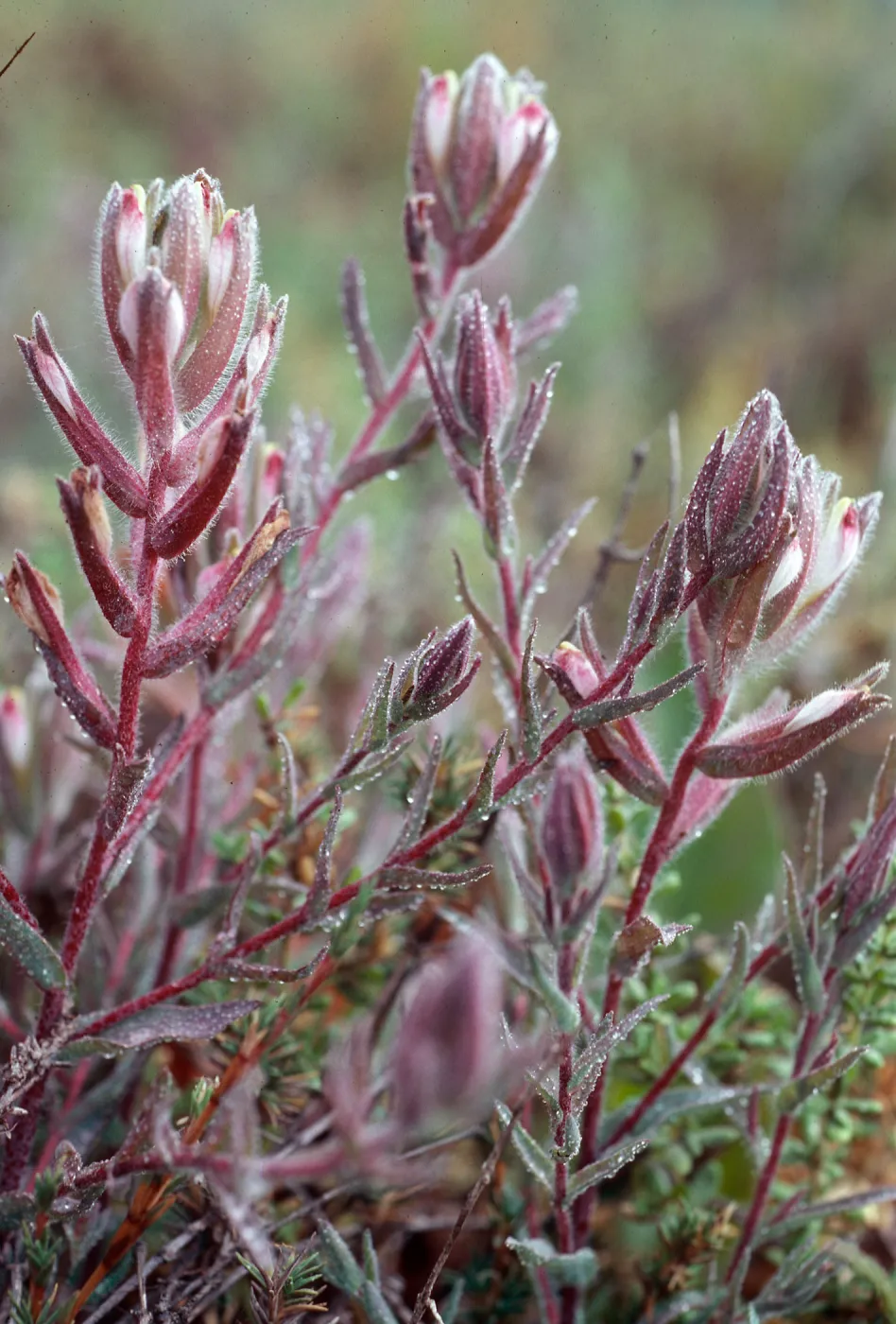 Cordylanthus maritimus, Carpinteria Salt Marsh, Santa Barbara County