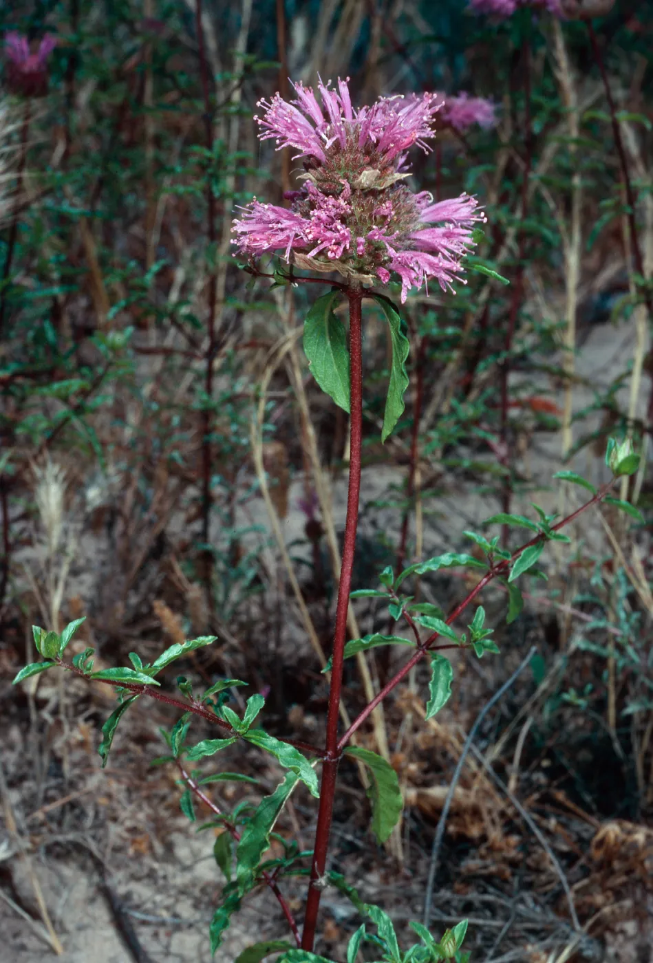 Monardella undulata undulata, Ken Adam County Park, Santa Barbara County