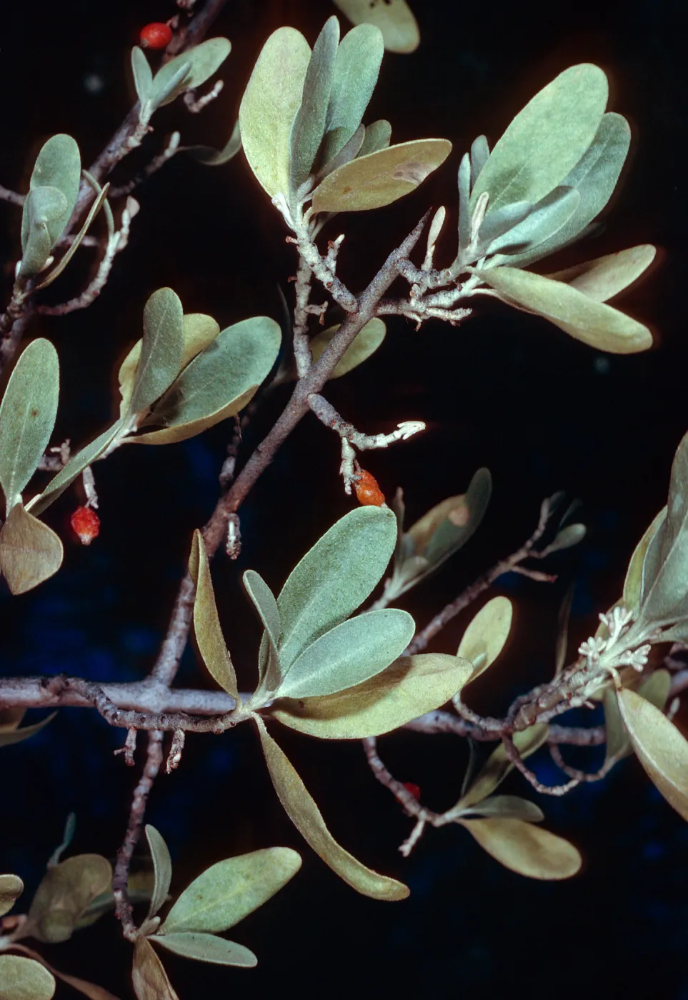 Sheperdia argentea, Cuyama River by Ozena Camp, Ventura County