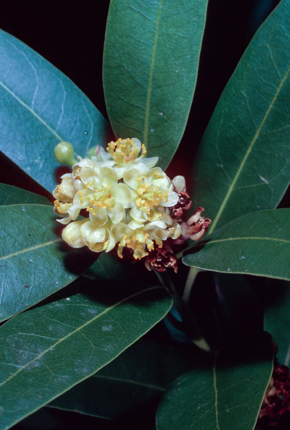 Umbellularia californica, Tunnel Road, Santa Barbara County