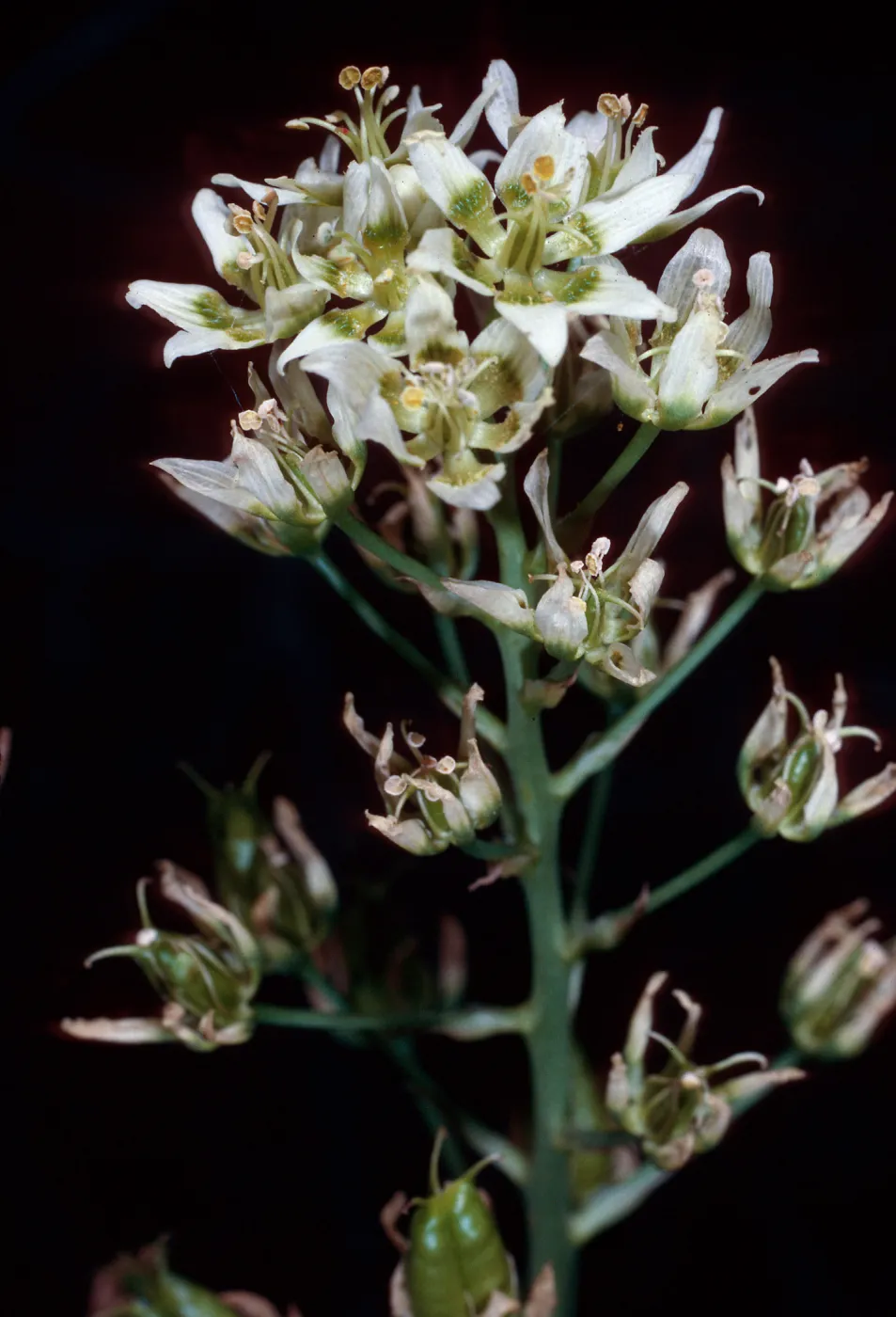 Zigadenus, Jesusita Trail, Santa Barbara County