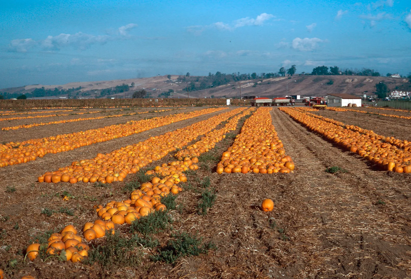 pumpkin patch, Las Posas Road, Camarillo, Ventura County