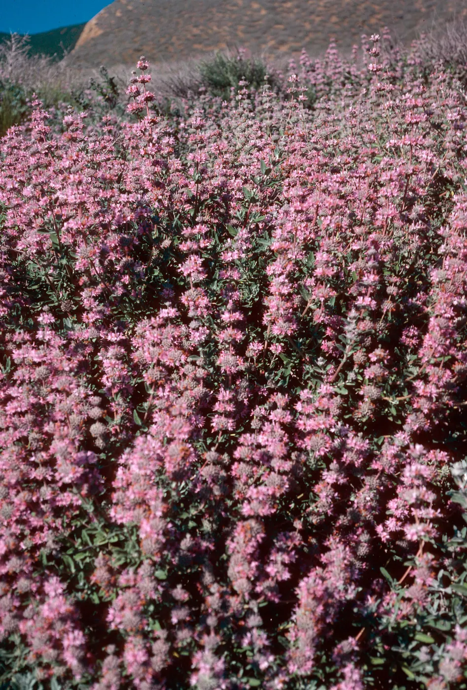 Salvia leucophylla, Point Sal, Santa Barbara County
