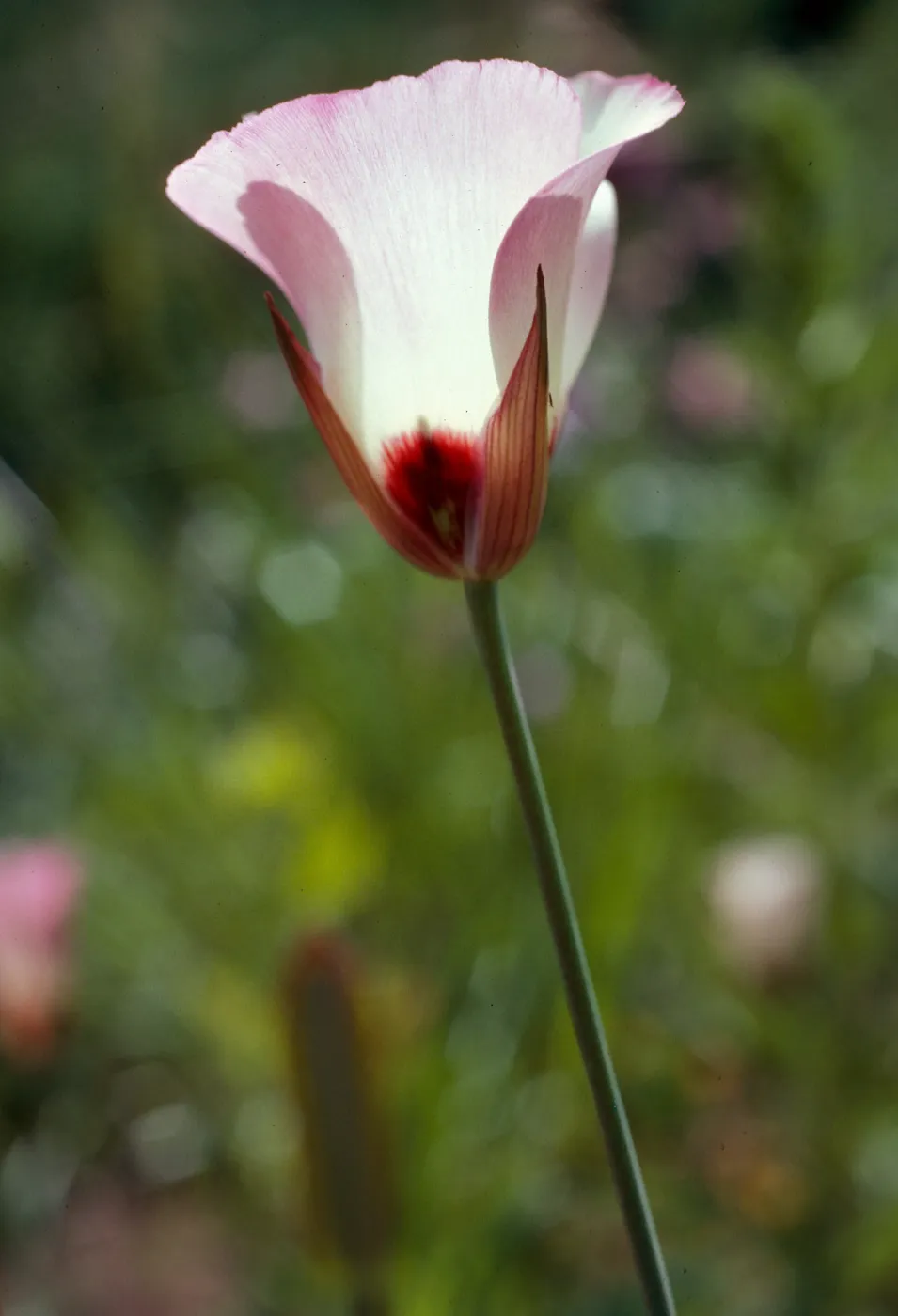 Calochortus catalinae, Encinal Canyon Road, Santa Monica Mountains, Los Angeles County