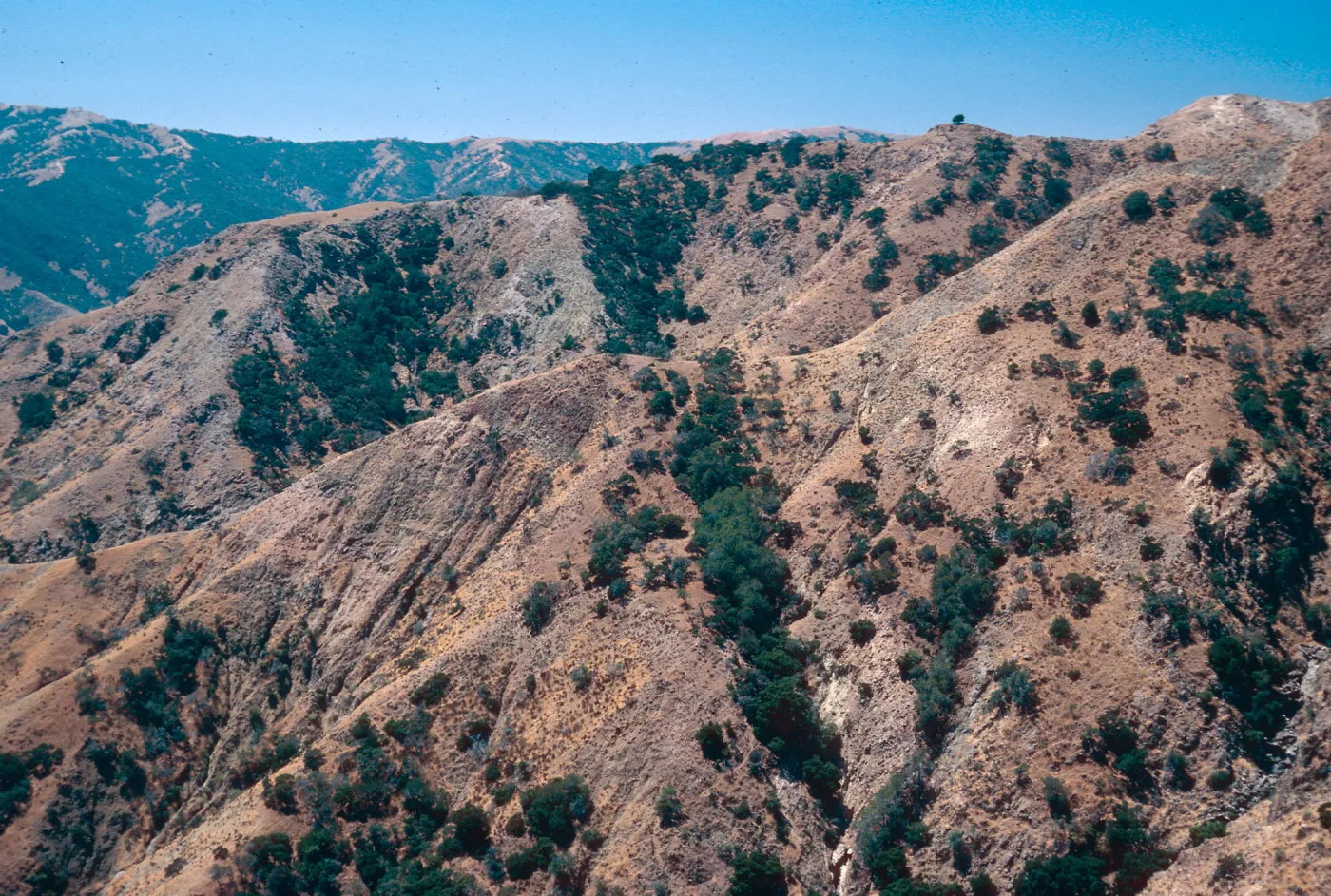 Lynothamnus on fault