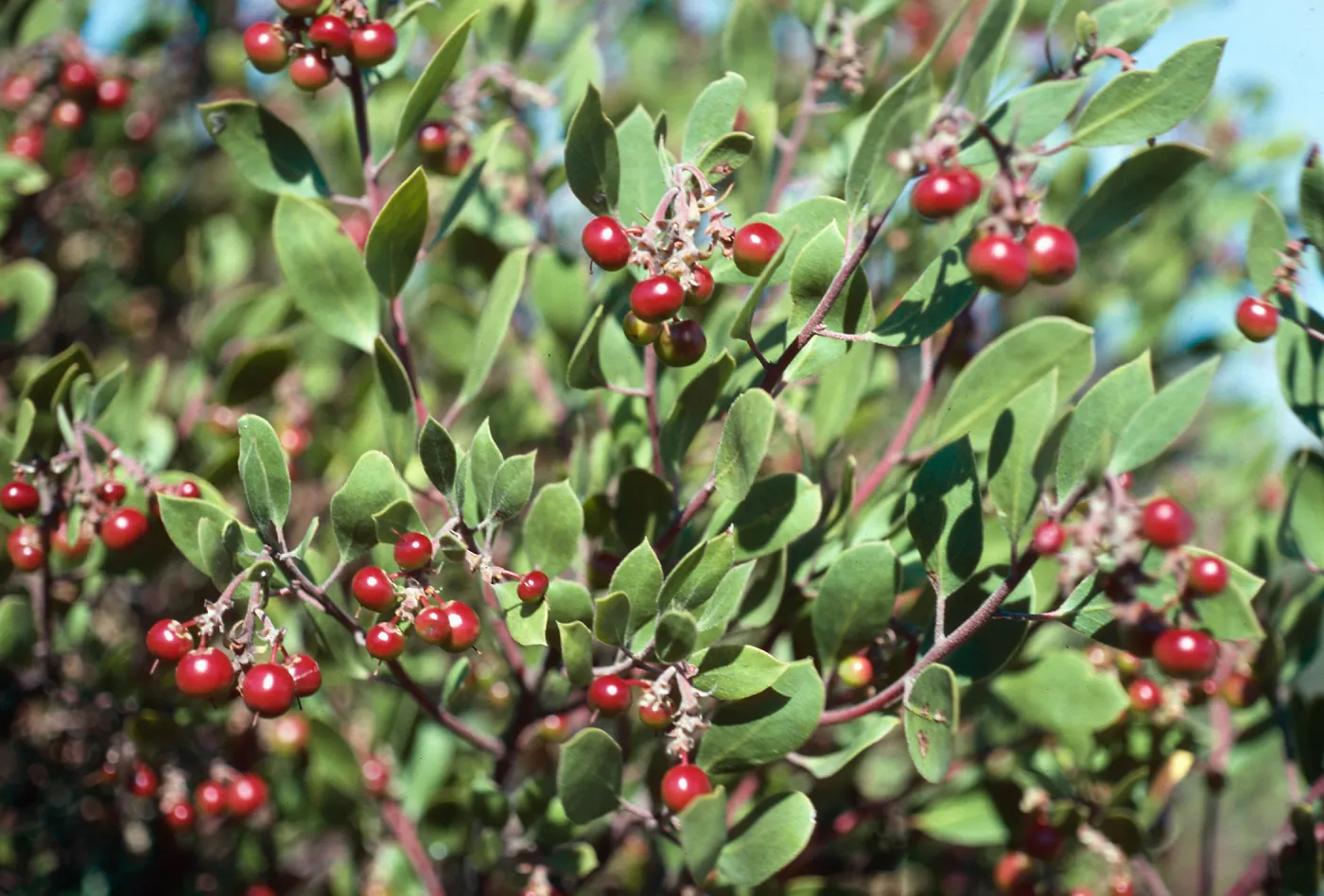 Arctostaphylos rudis, Lompoc, Santa Barbara County
