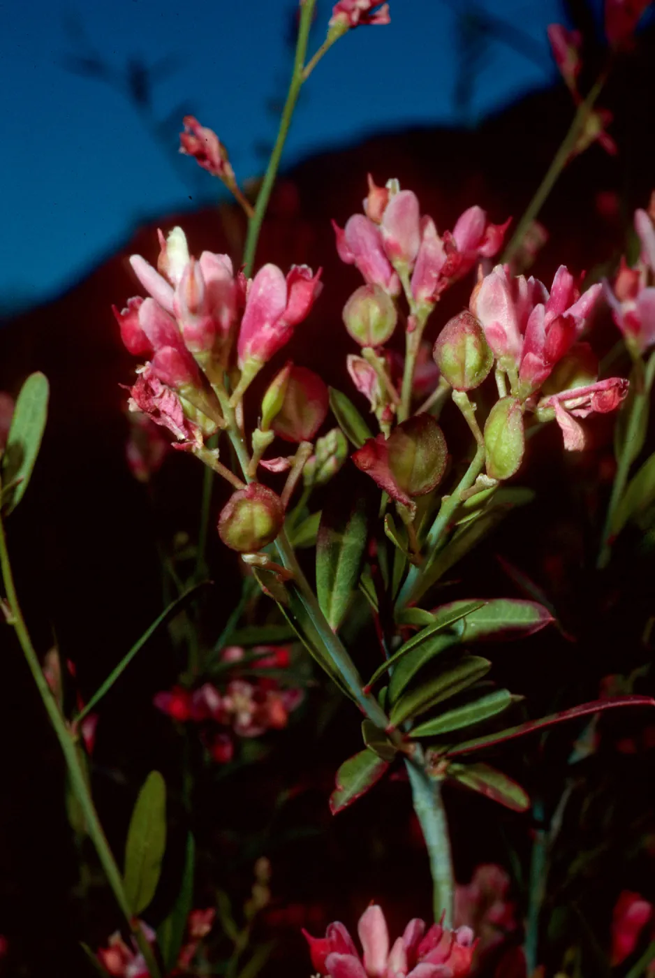 Polygala cornuta, Matilija Canyon, Ojai, Ventura County