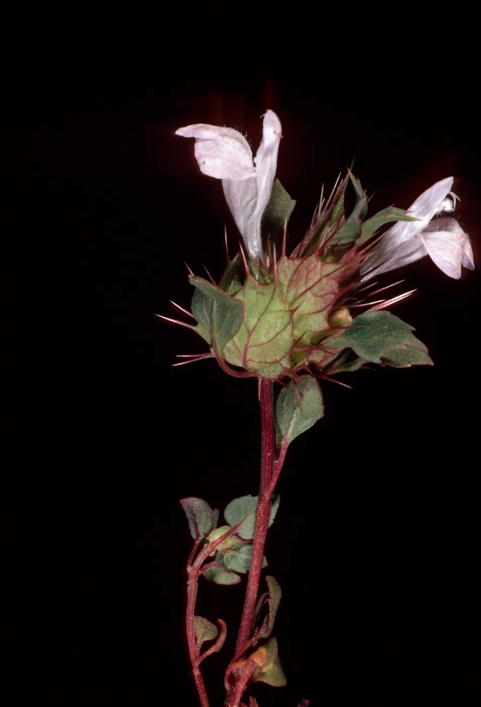 Acanthomintha obovata, road to Thorne Meadows, Ventura County