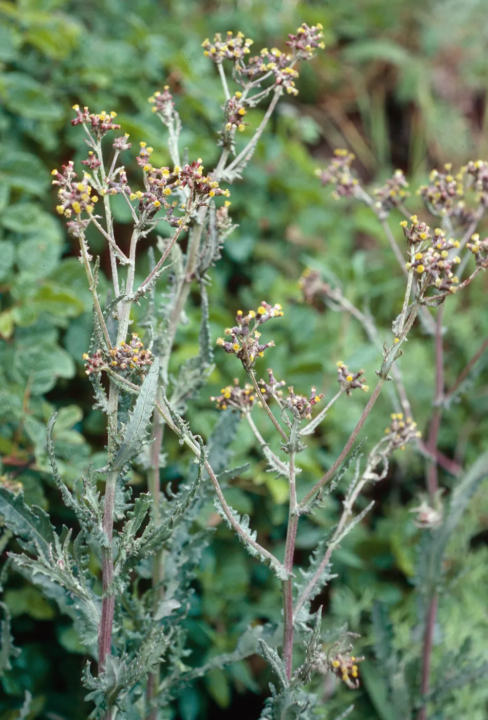 Erechtites arguta, head of San Augustine Road, Hollister Ranch, Santa Barbara County
