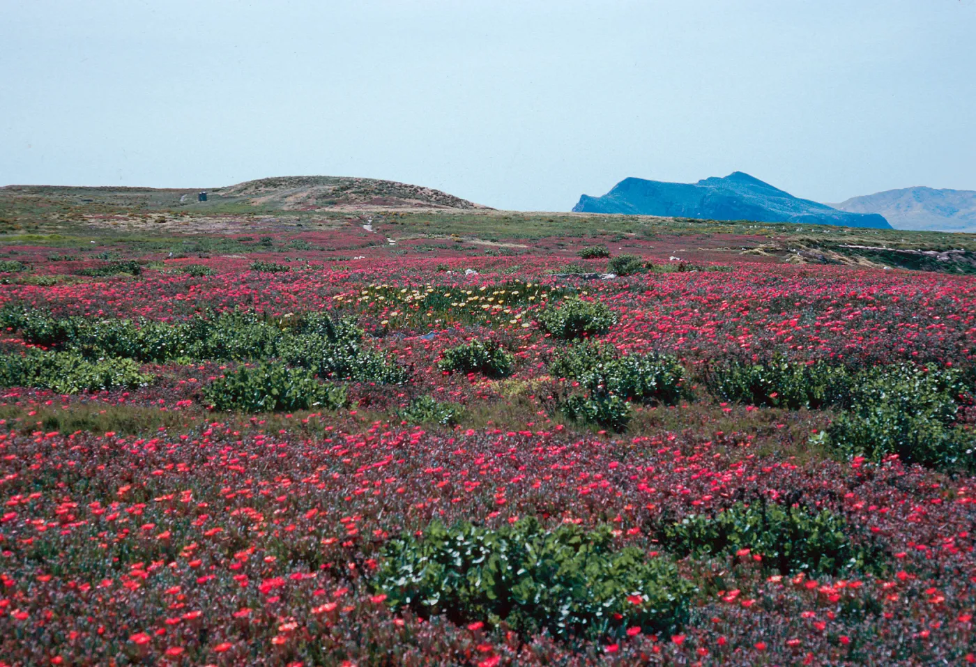 Malephora crocea, terrace, East Anacapa Island