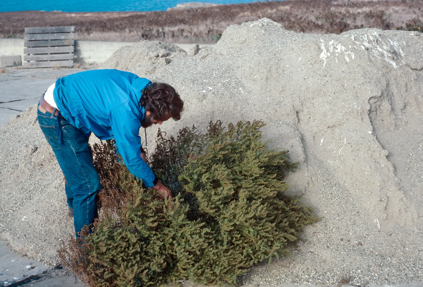 Ambrosia, helipad, East Anacapa Island