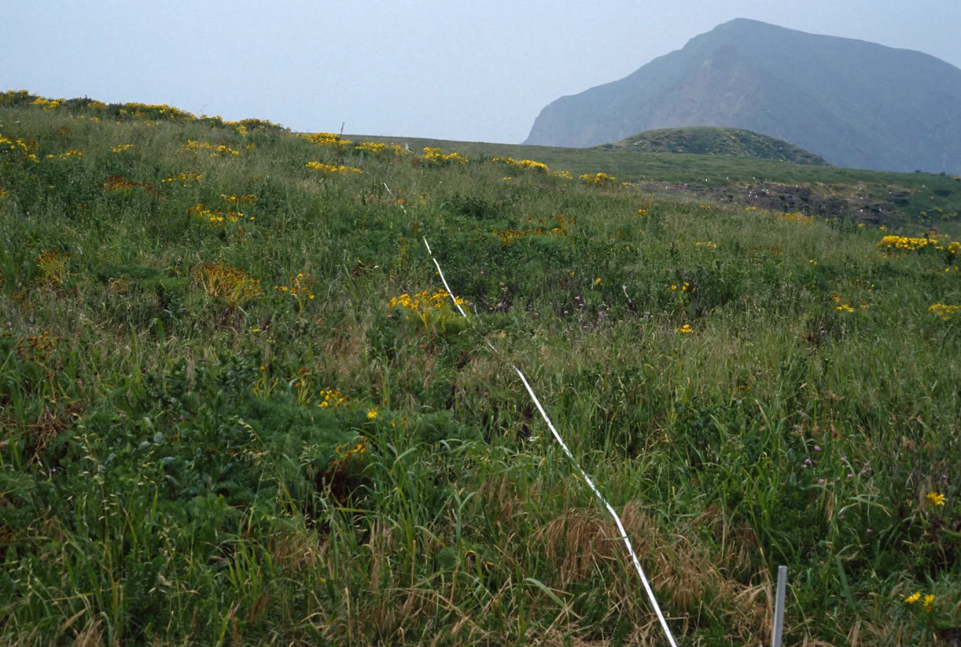Transect #5, looking West, Middle Anacapa Island