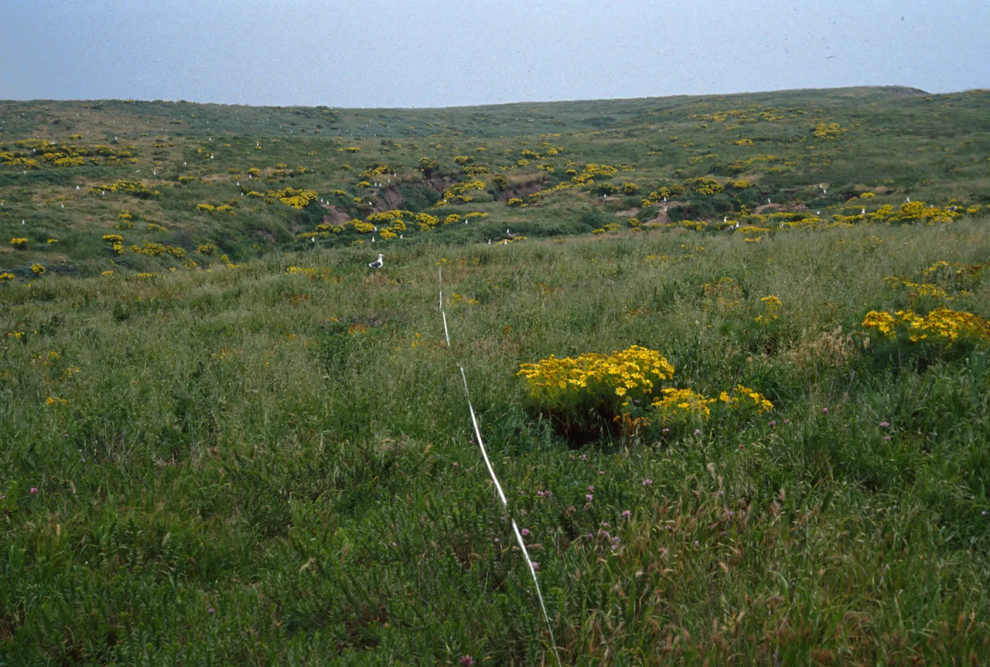 Transect #5, looking East, Middle Anacapa Island