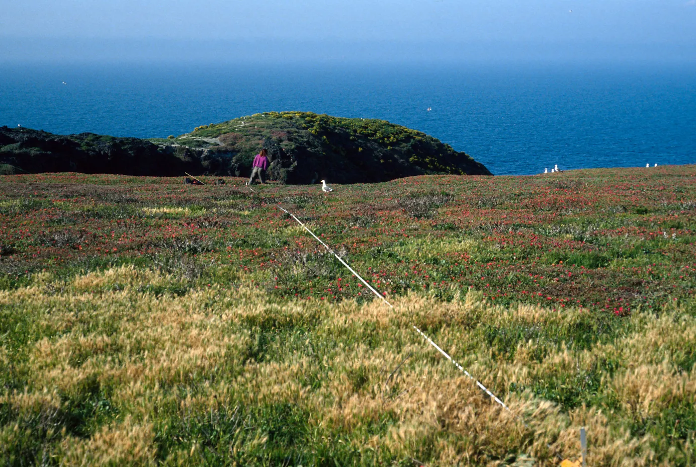Transect #5, looking North, East Anacapa Island