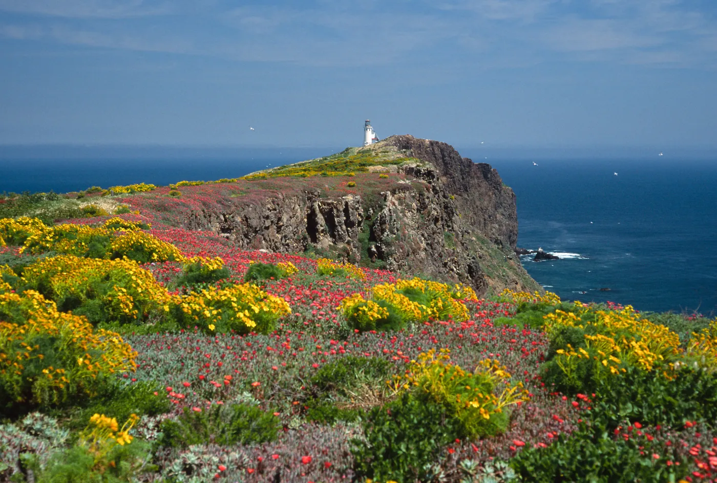 view of lighthouse, Coreopsis, Malephora, East Anacapa Island
