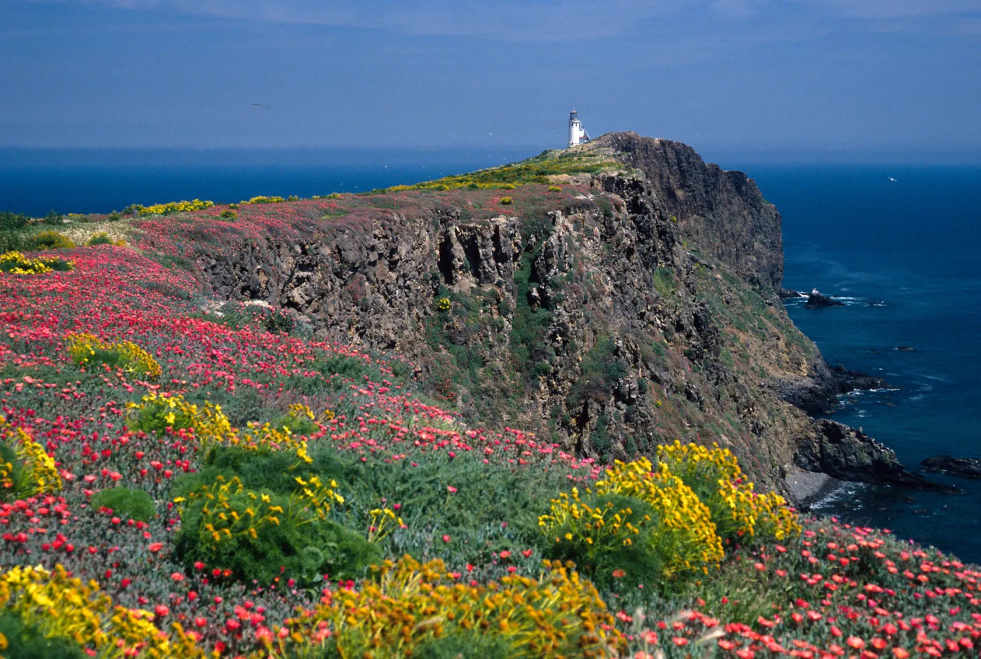 Coreopsis, Malephora, lighthouse, Southeast end, East Anacapa Island