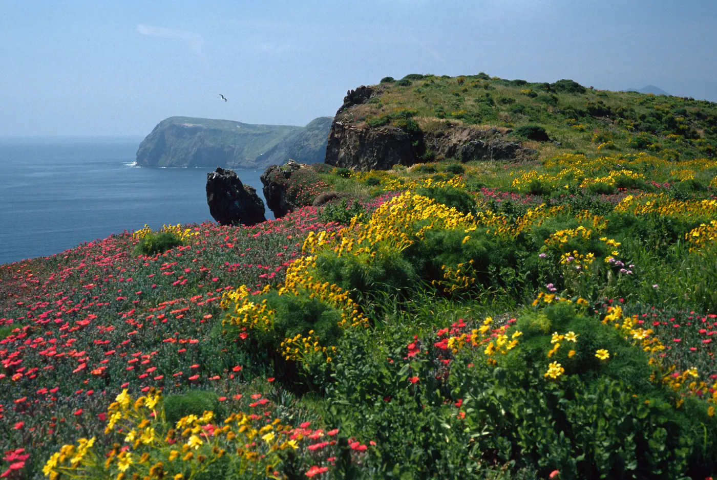 Coreopsis, Malephora, Southeast end, East Anacapa Island