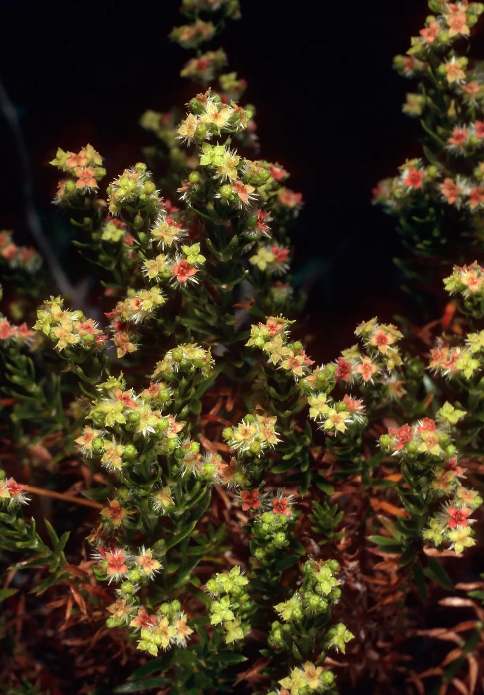 Galiium angustifolium, upper Summit Canyon, West Anacapa Island