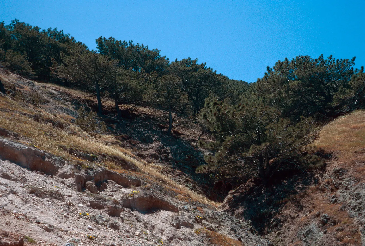 Torrey Pines, Beechers Bay, Santa Rosa Island