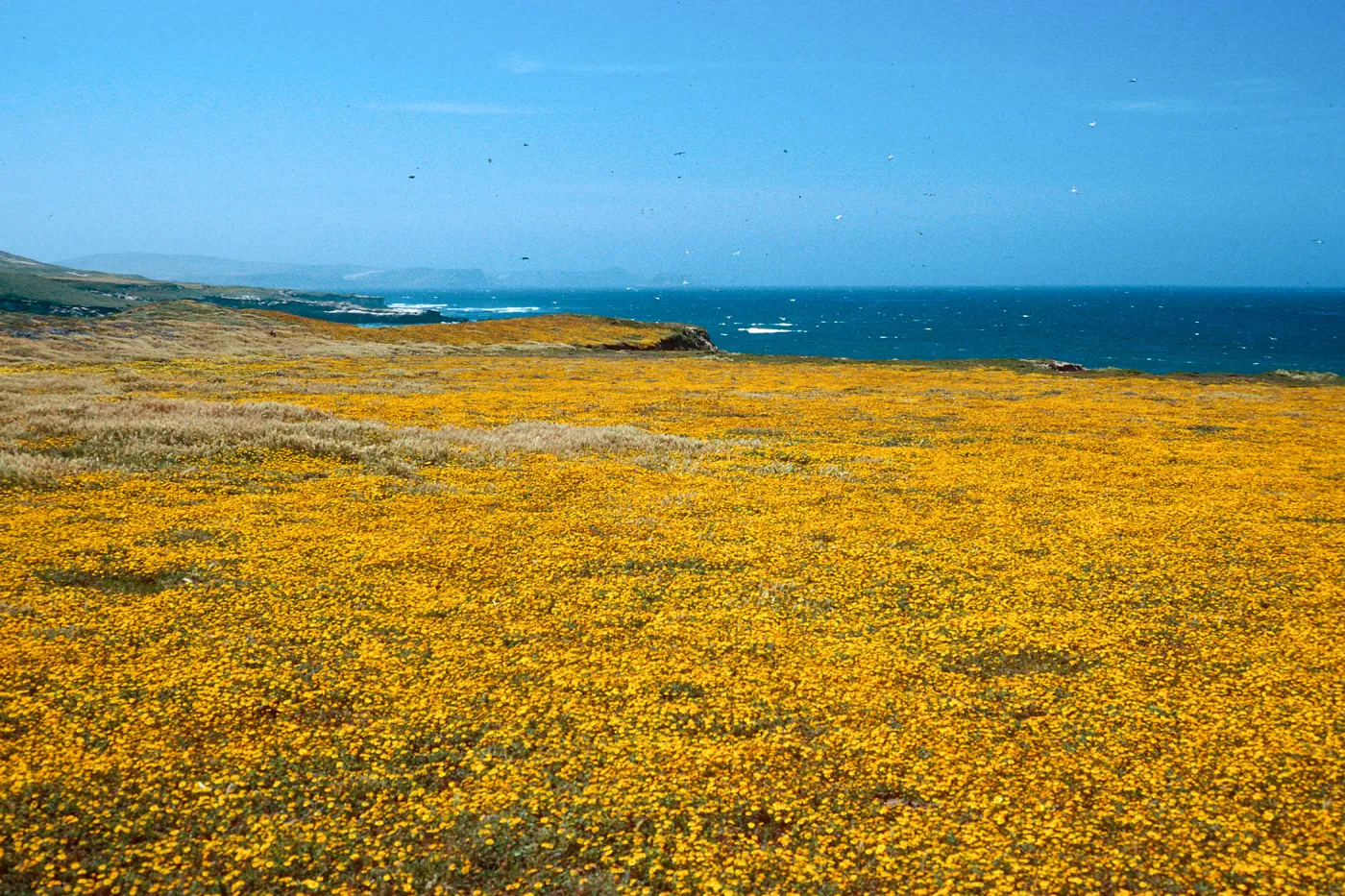 Lasthenia, West of Garanon Canyon, Santa Rosa Island