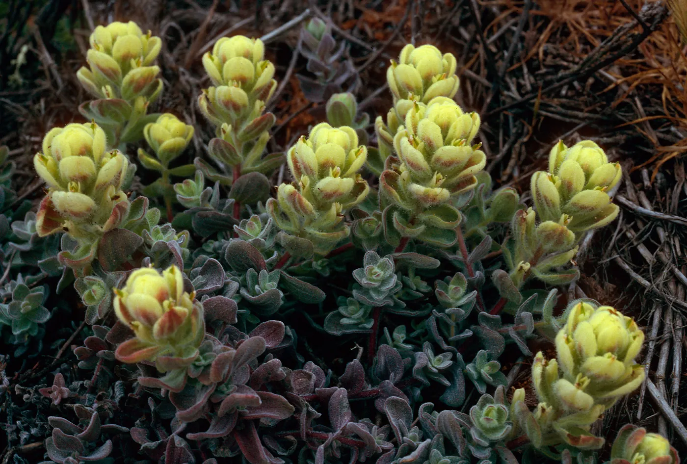 Castilleja mollis, West side of Carrington Point, Santa Rosa Island
