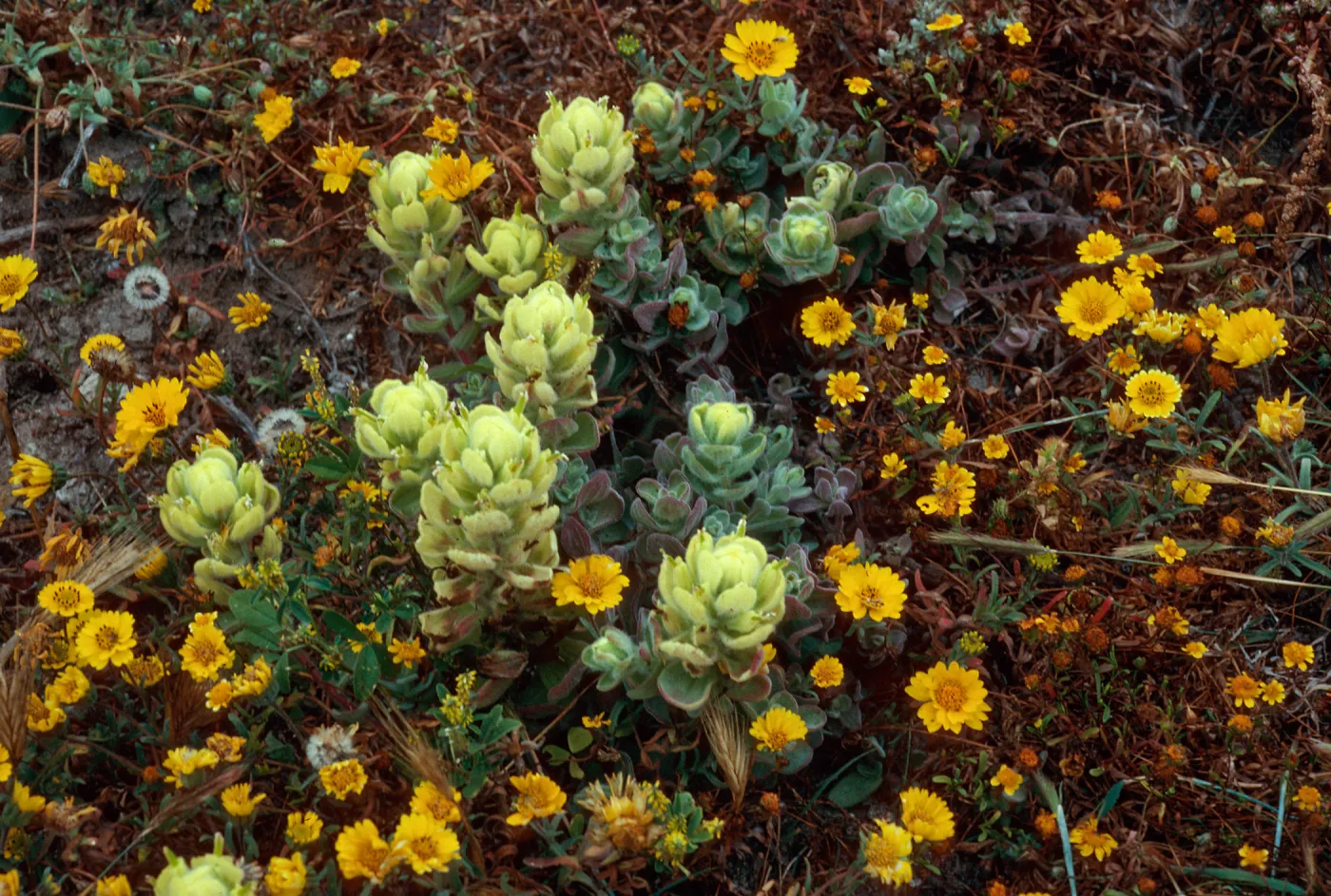 Castilleja mollis (soft-leaved paintbrush), Layia (tidy tips), West side of Carrington Point, Santa Rosa Island