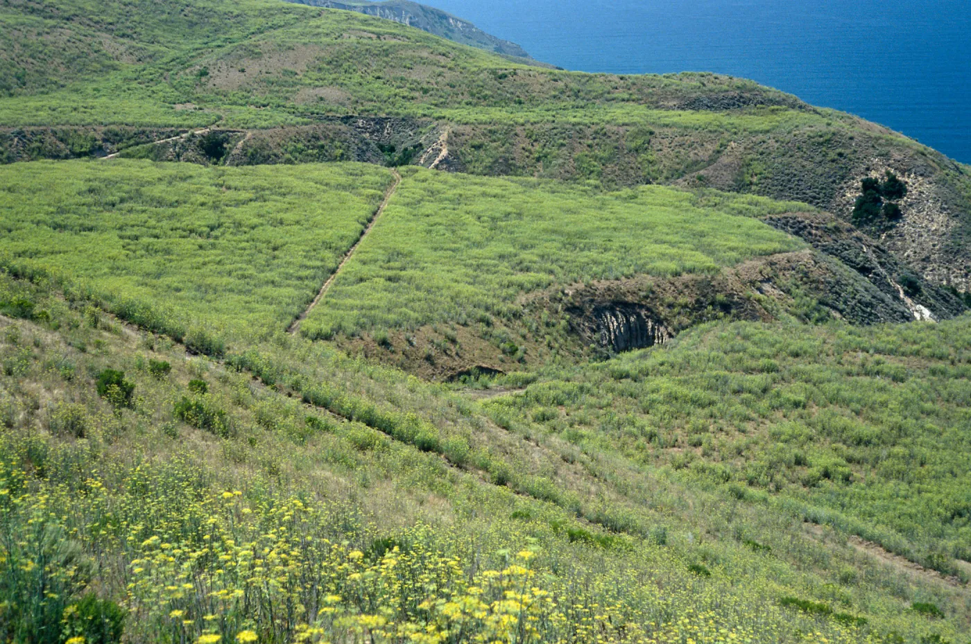 Foeniculum, China Harbor Road, Santa Cruz Island