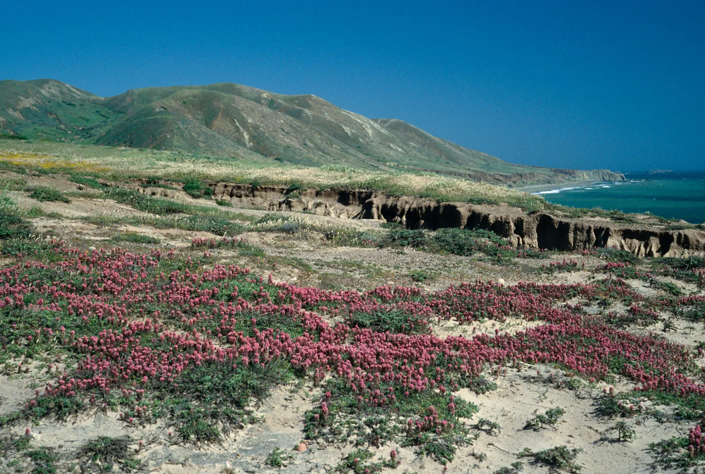 Orthocarpus purpurascens, near Point Flats, Santa Cruz Island