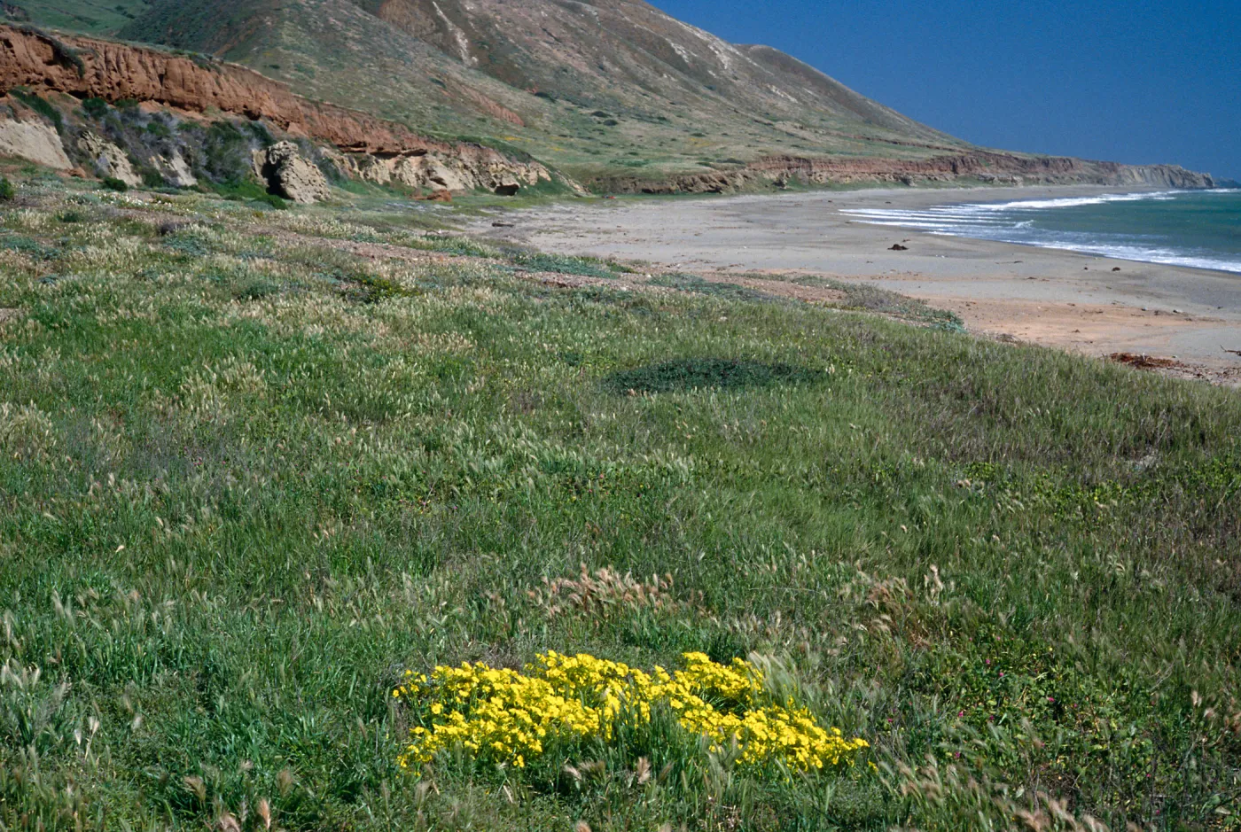 Oxalis pes-capre, SC-3575, Pozo Beach, Santa Cruz Island