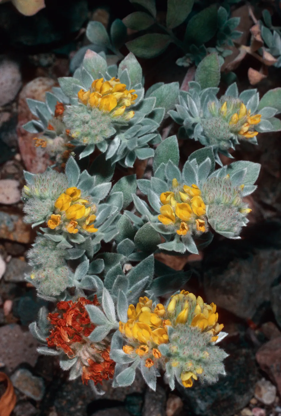 Lotus argophyllus niveus, Central Valley, near field station, Santa Cruz Island