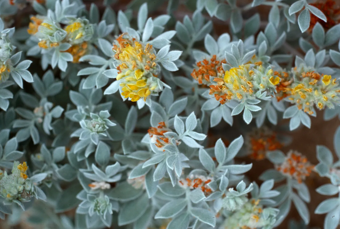 Lotus argophyllus niveus, CaÃ±ada Del Puerto, Santa Cruz Island