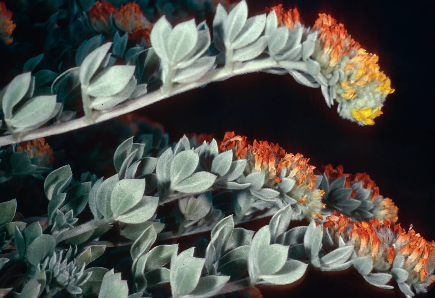 Lotus argophyllus niveus, canyon due North of Lyndals house, 