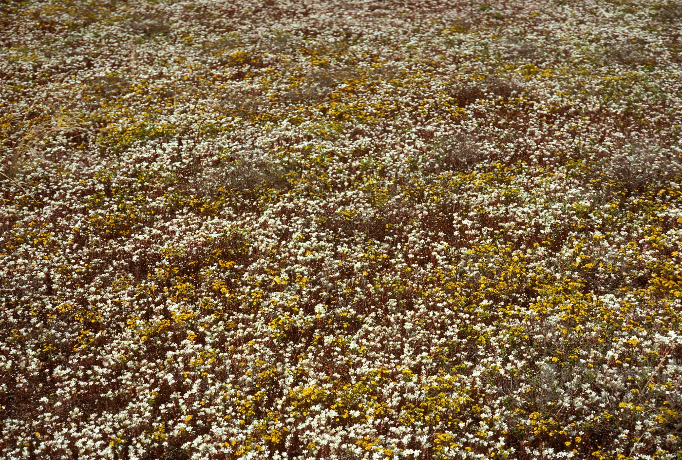 Dudleya nesiotica, Hemizonia fasciculata, Fraser Point, Santa Cruz Island
