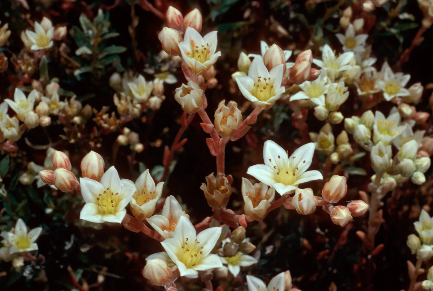 Dudleya nesiotica, Forneys Cove, Santa Cruz Island