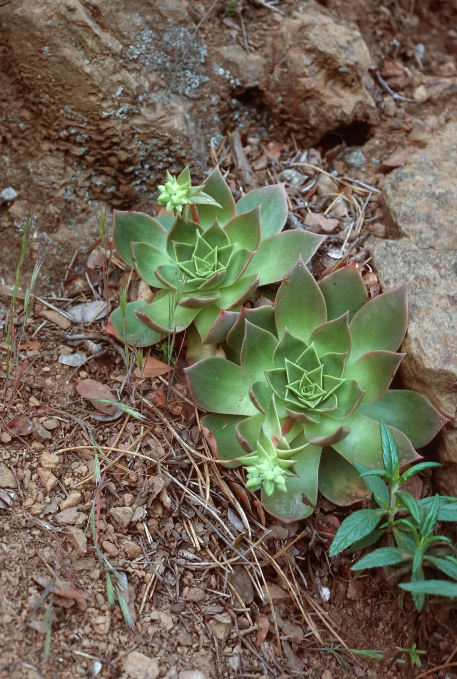Dudleya candelabrum, CaÃ±ada Del Medio, Santa Cruz Island