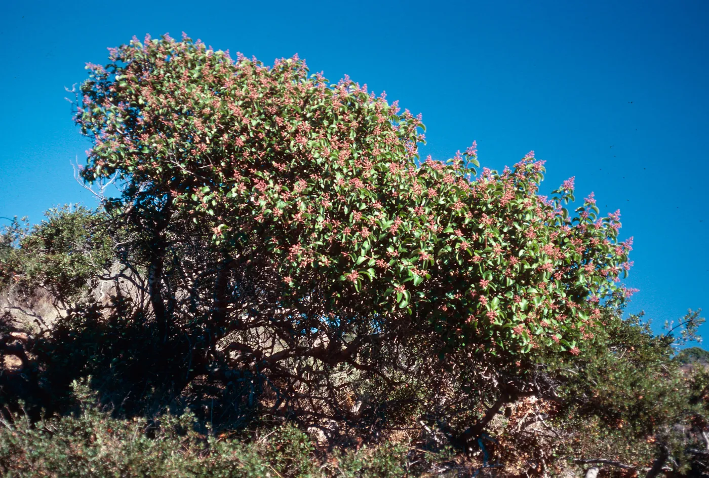 Rhus ovata, top of Portezuella grade, Santa Cruz Island