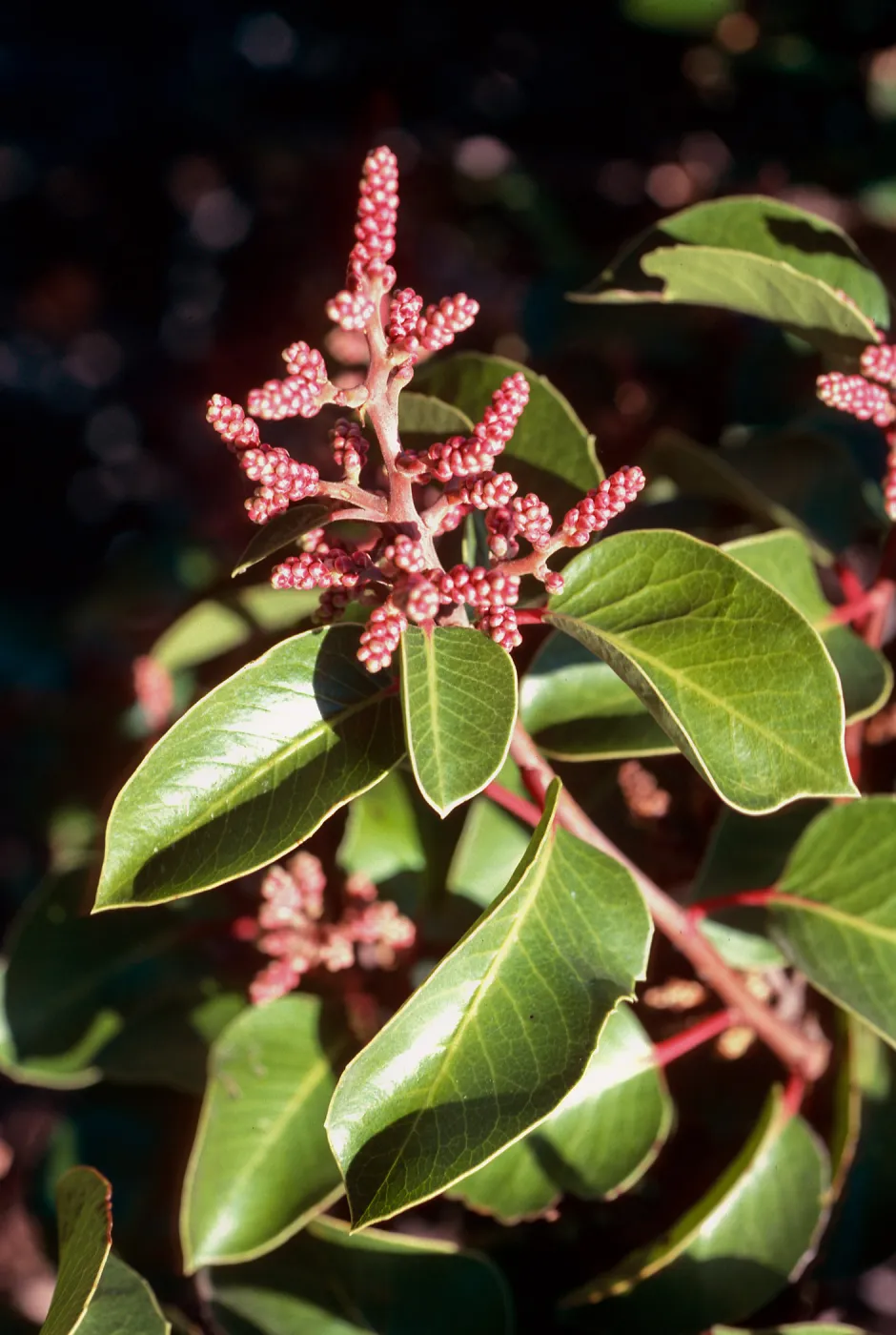 Rhus ovata, top of Portezuella grade, Santa Cruz Island