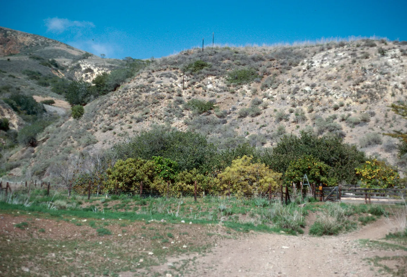 orchard, Rancho Del Sur, Santa Cruz Island