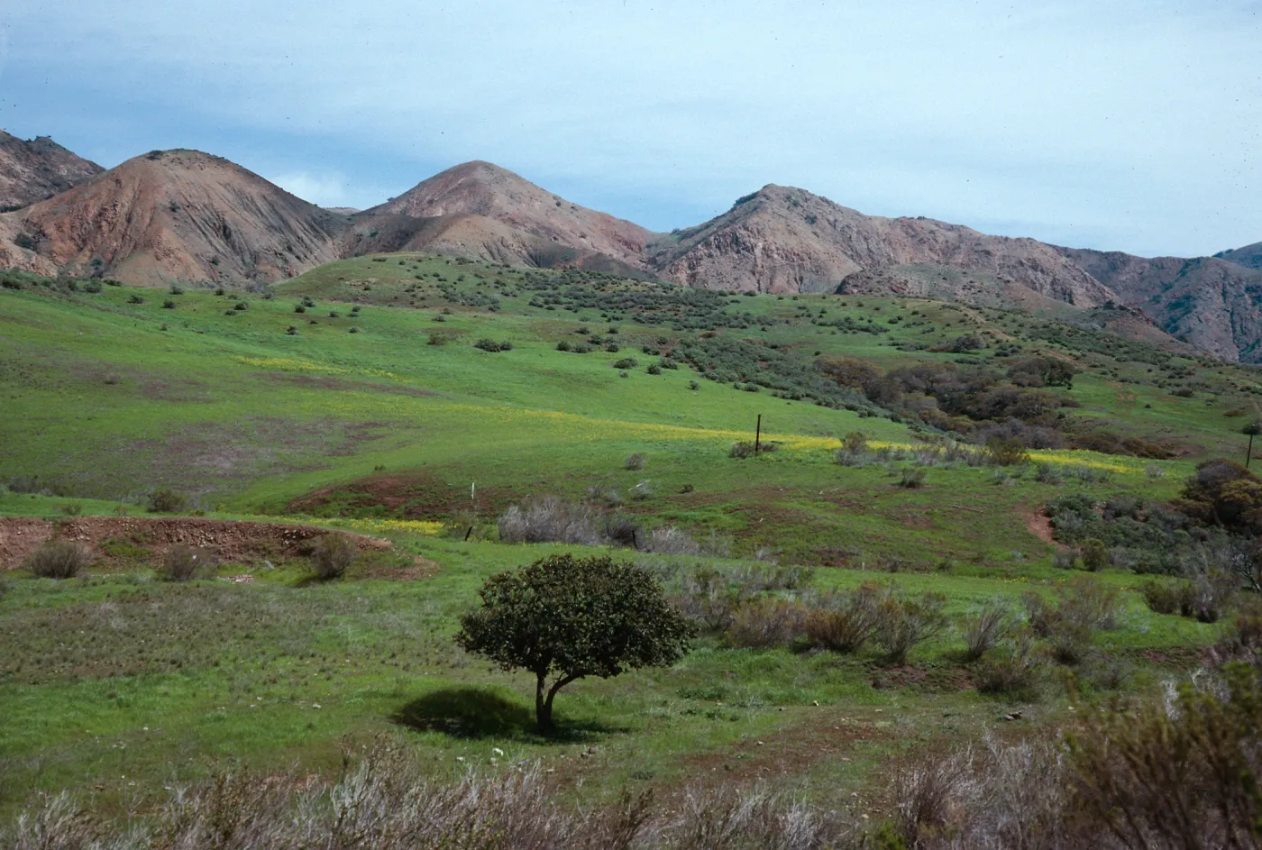 CaÃ±ada Del Portezuela, looking North, Santa Cruz Island