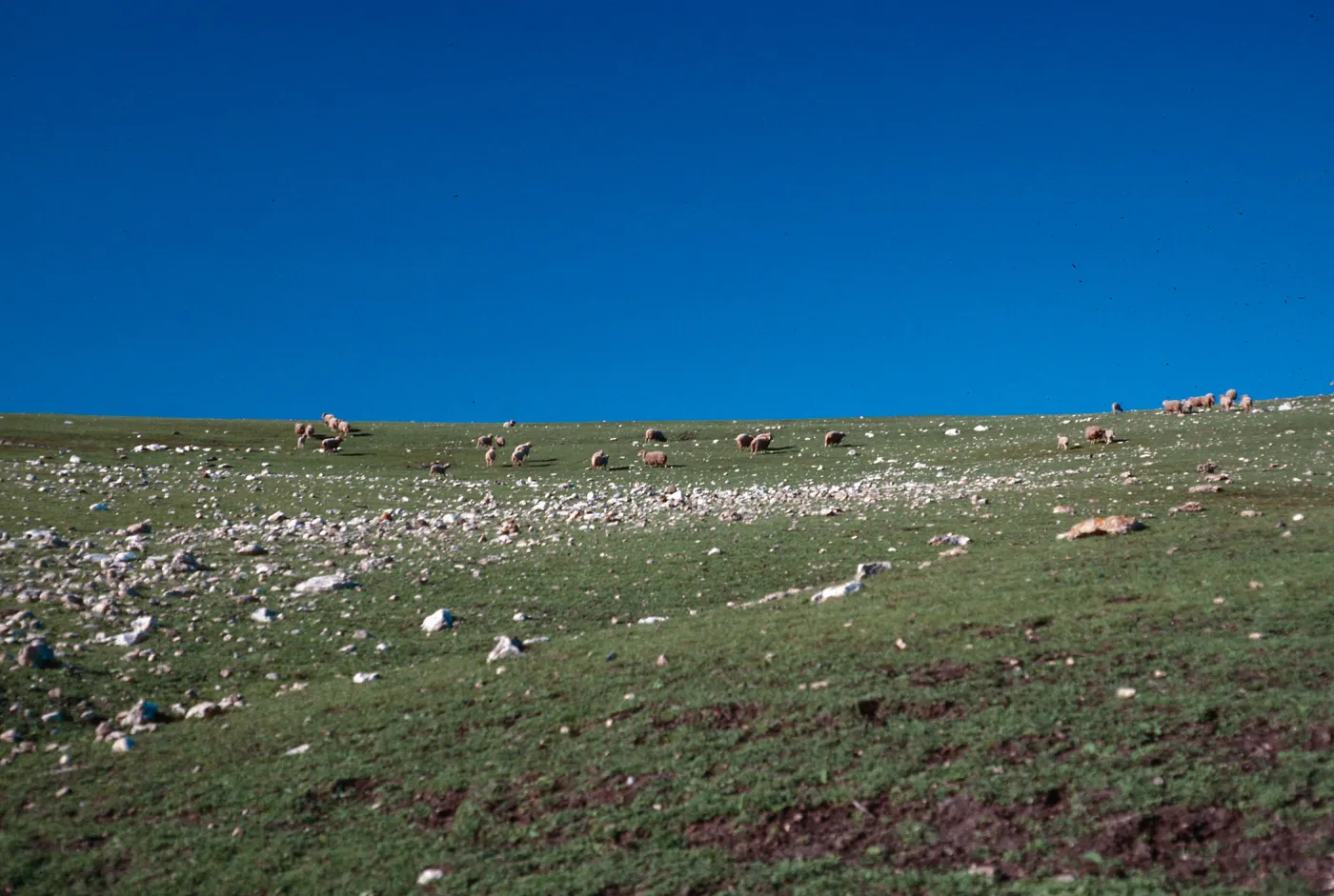 sheep, Campo Grande Road, East end, Santa Cruz Island