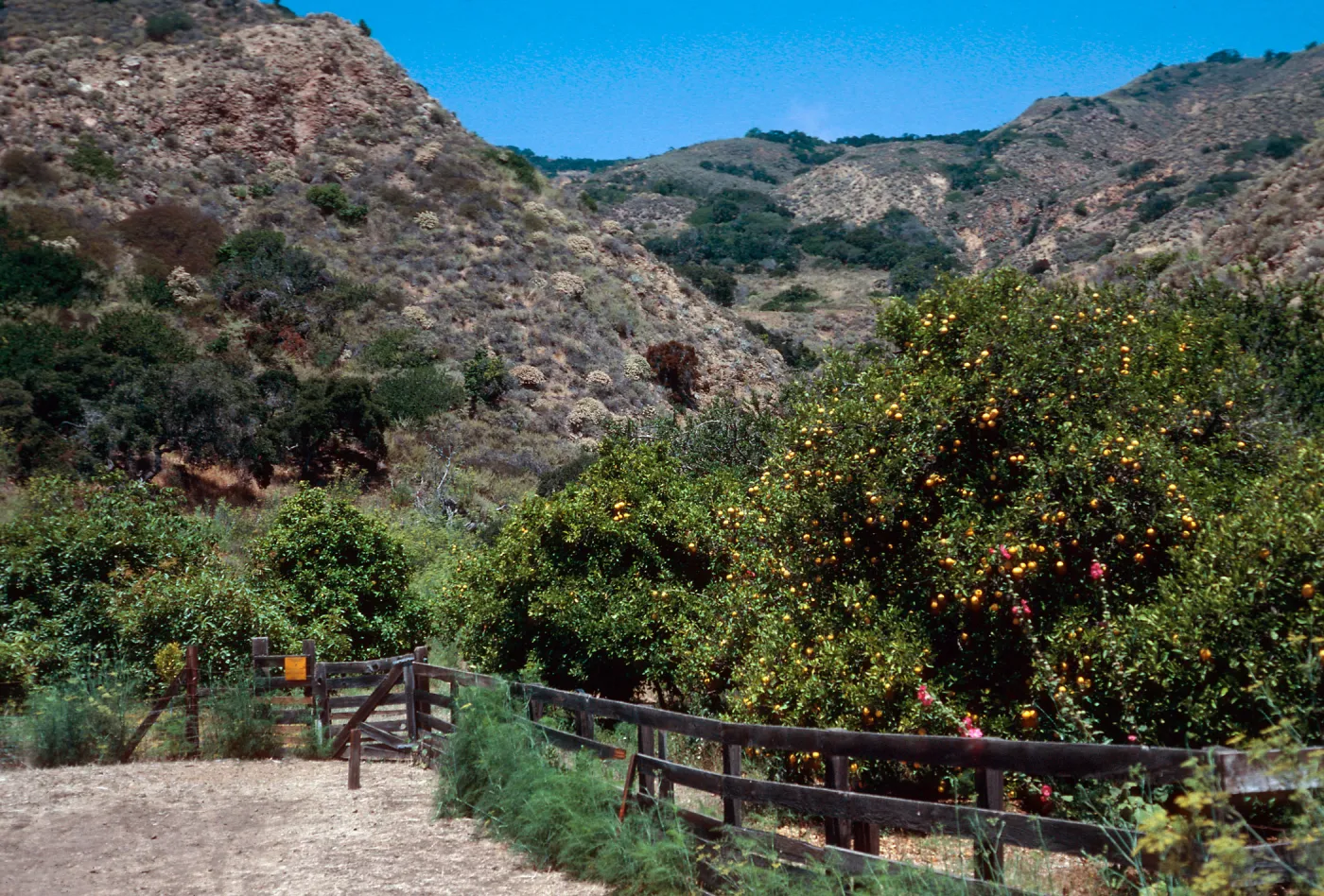 citrus orchard, Rancho Del Sur, Santa Cruz Island