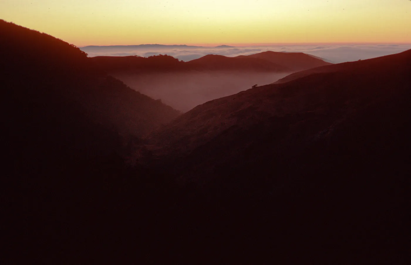 sunset & fog, upper Sauces Canyon, Santa Cruz Island