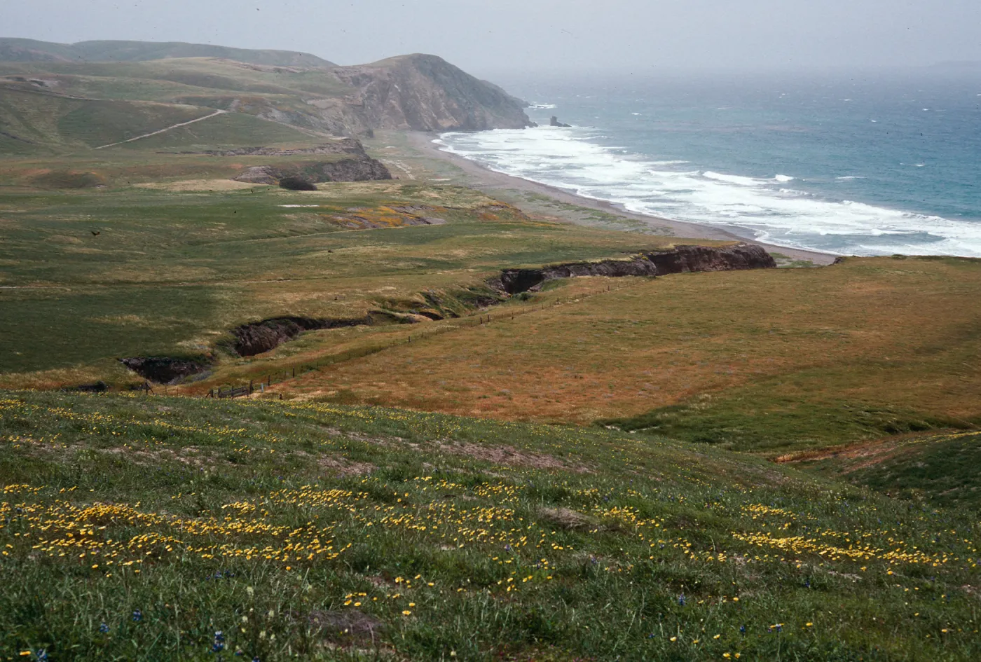 Layia (tidy tips) , Christy Beach, Santa Cruz Island