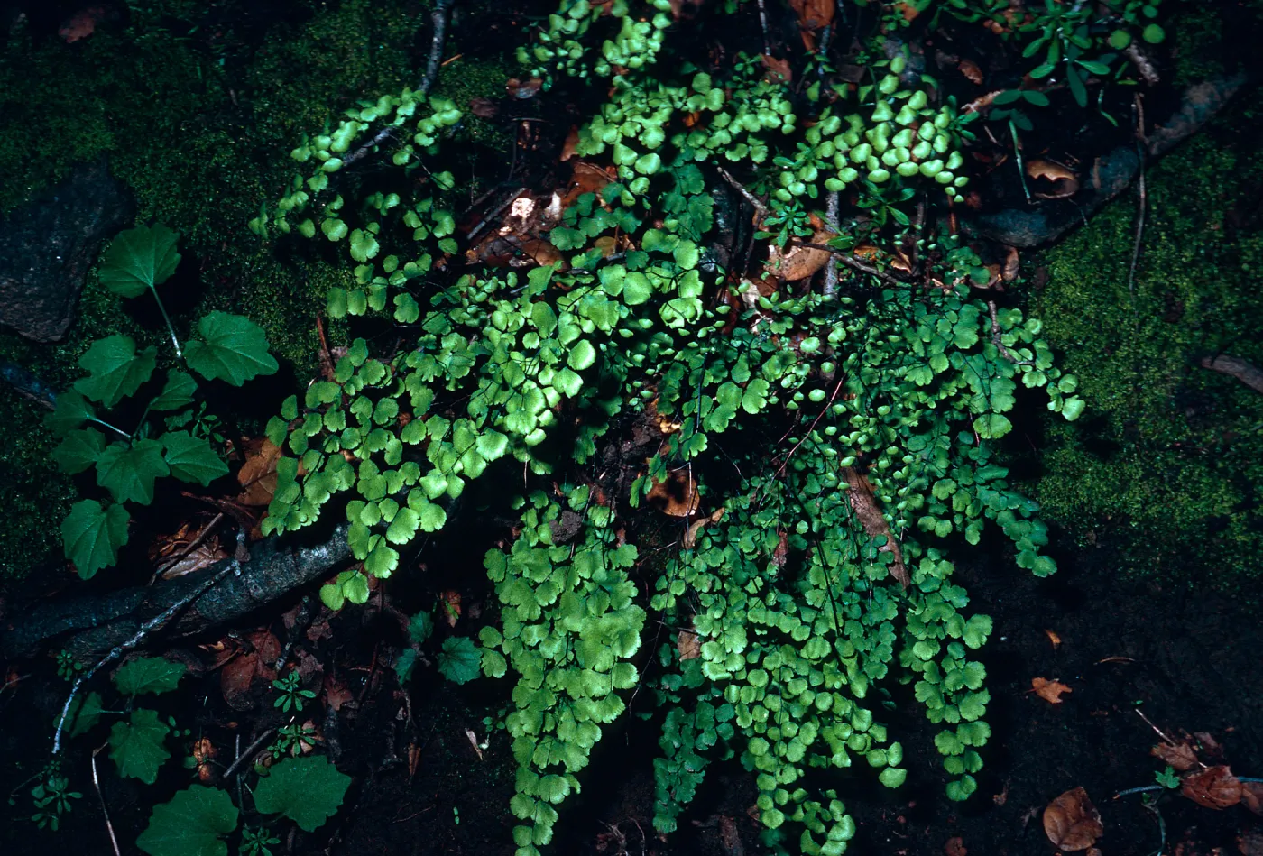 Adiantum, CaÃ±ada Del Puerto, Santa Cruz Island